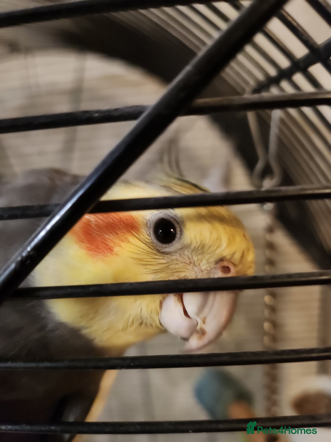 Cockatiels birds for sale: Breeding pair Cockatiels  - Image 3