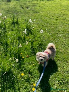 Mixed Breed dogs for adoption: Pip needs a loving home  - Advert 9