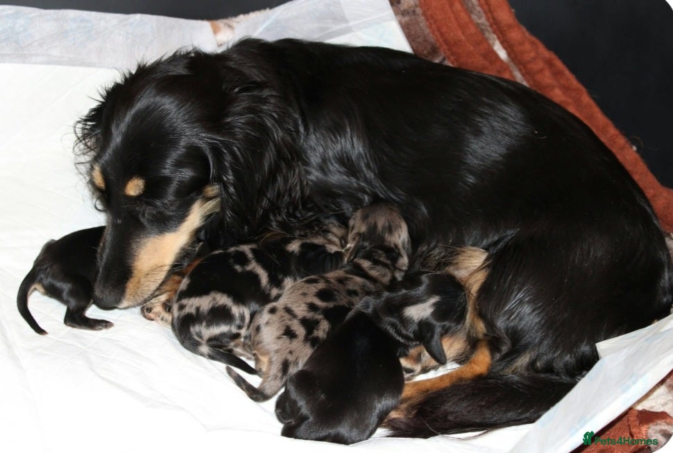 Miniature Dachshund dogs Cream dapple - Advert 1
