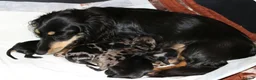Miniature Dachshund dogs for sale: Cream dapple in Warrington - Advert 1
