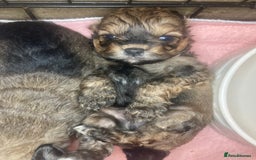 Shihpoo dogs for sale: Payment plans available Toy shihpoo puppies  - Image 16