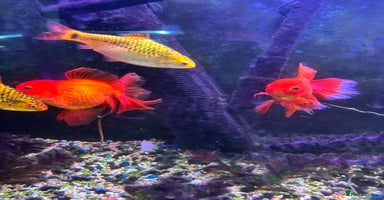 Fancy Goldfish fish - Advert 4