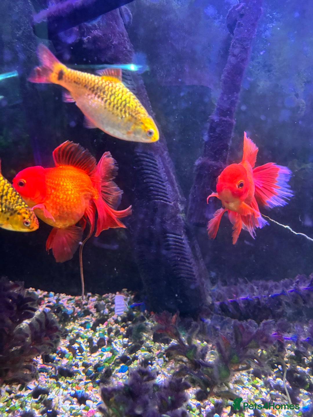 Fancy Goldfish fish for sale: Stocked cold water tank - Image 3
