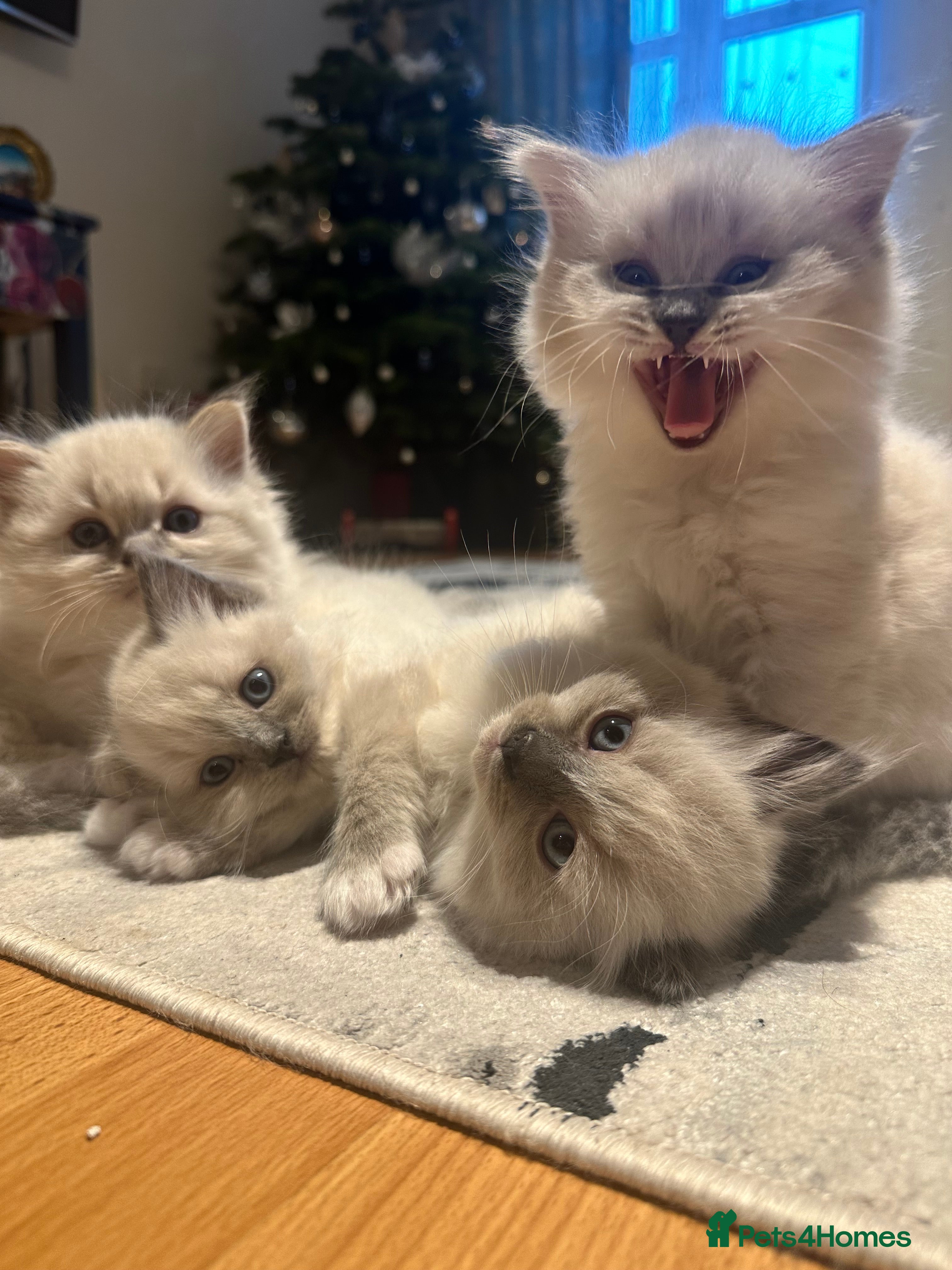 Neva Masquerade cats Rare Neva Masquerade/British Blue mittens.  - Advert 1