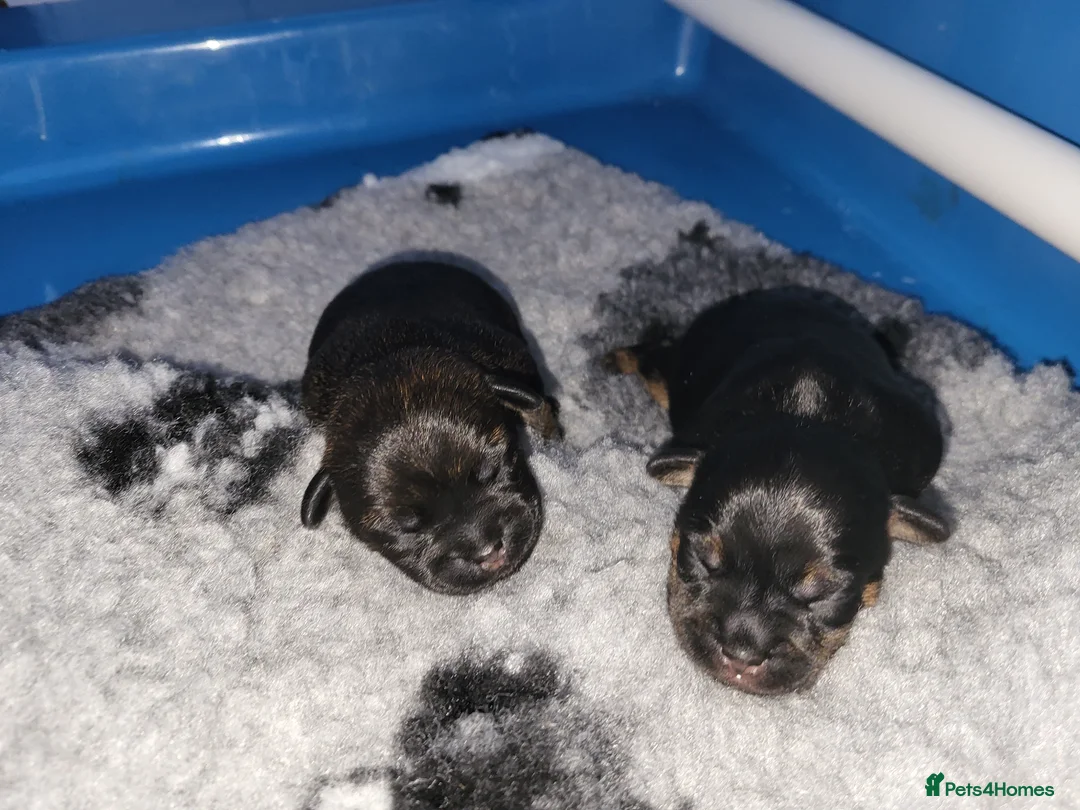 Border Terrier dogs for sale: We have two beautiful female Border Terrier pups in Aylesbury - Advert 1