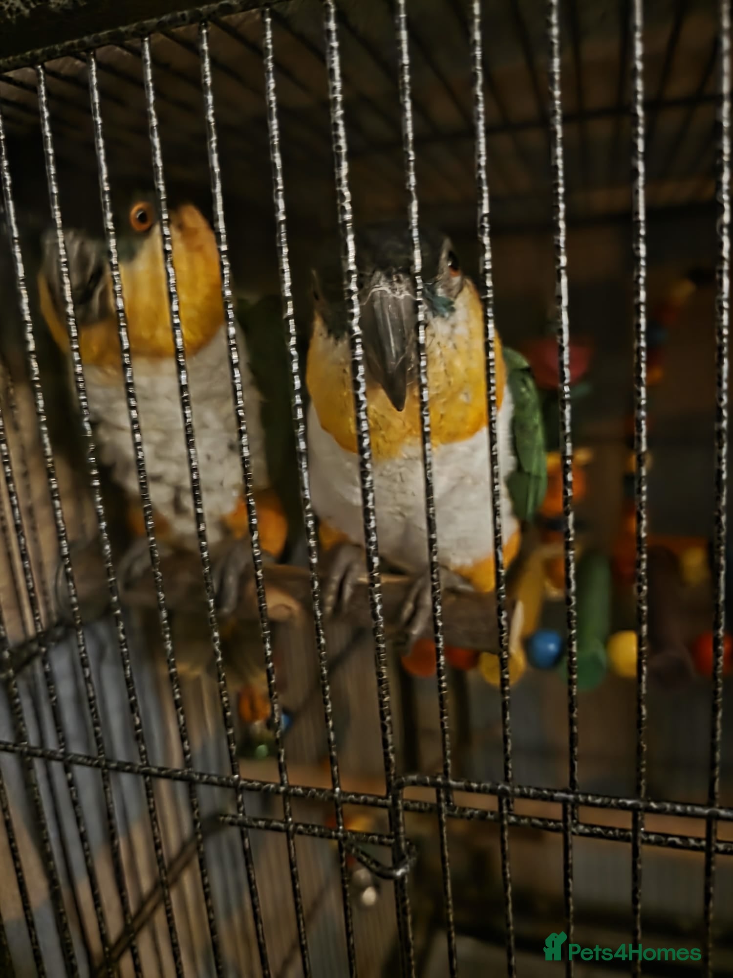 Parrots birds Pair of Bonded Caique Parrots - Advert 1