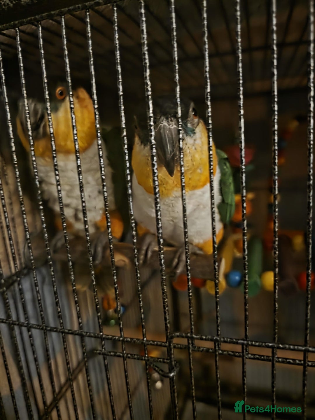 Parrots birds for sale: Pair of Bonded Caique Parrots - Advert 1