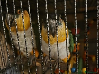 Parrots birds Pair of Bonded Caique Parrots - Advert 1