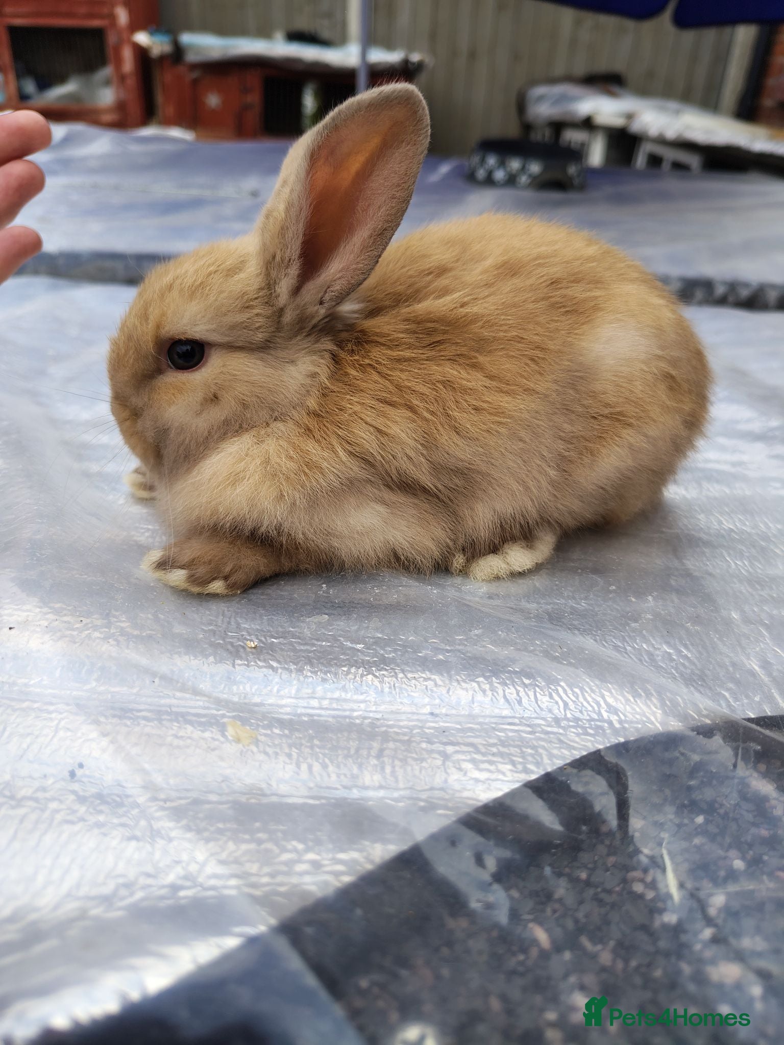 Mini Lop rabbits Beautiful bunnies - Advert 14