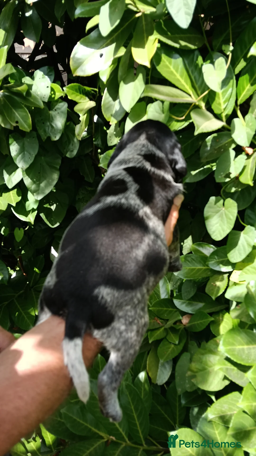 Mixed Breed dogs for sale: Pointer x Brittany  - Advert 16
