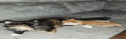 Mixed Breed cats for sale: 4 Gorgeous kittens looking for new home - Advert 2