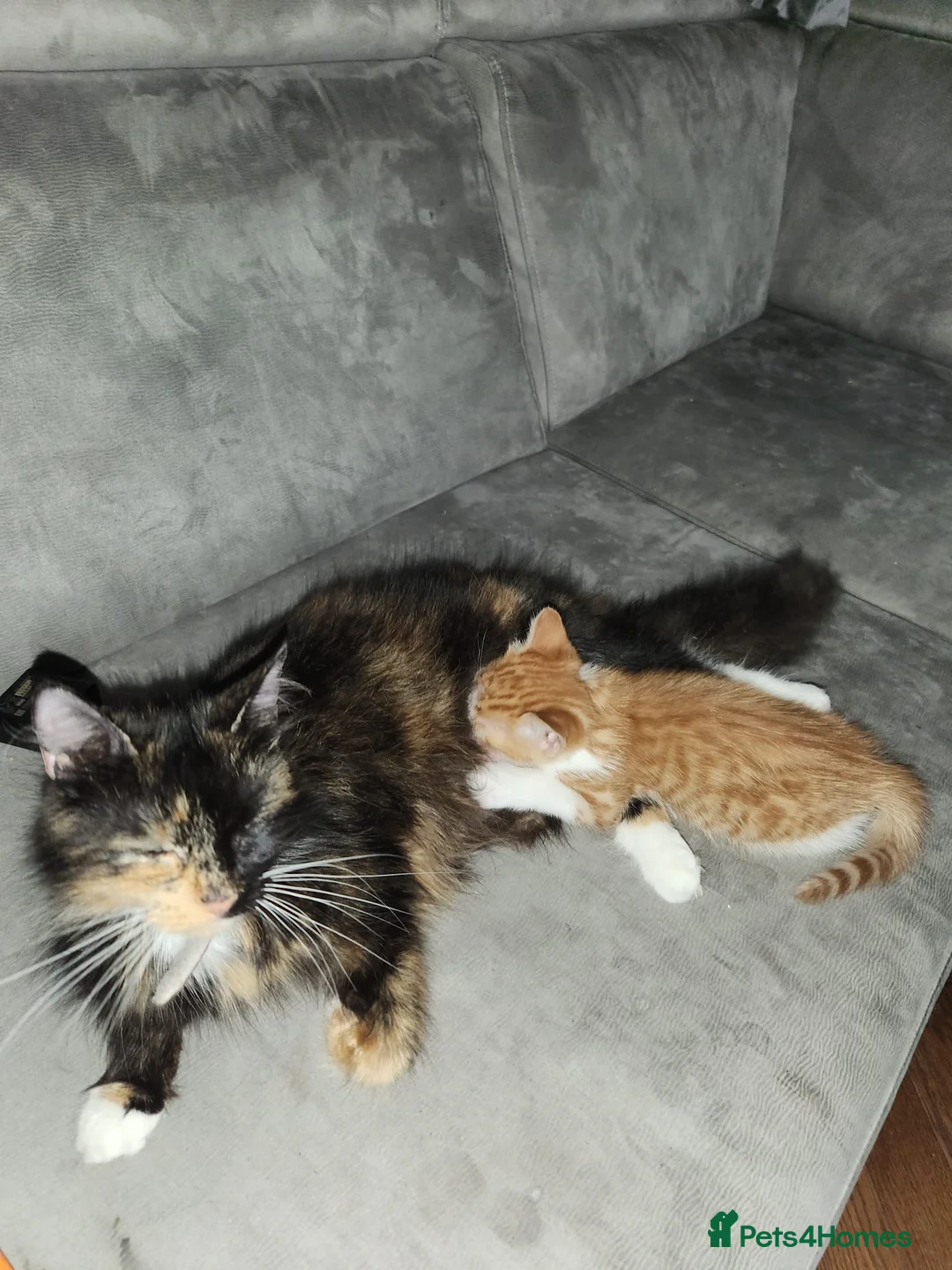 Mixed Breed cats for sale: 4 Gorgeous kittens looking for new home - Advert 2