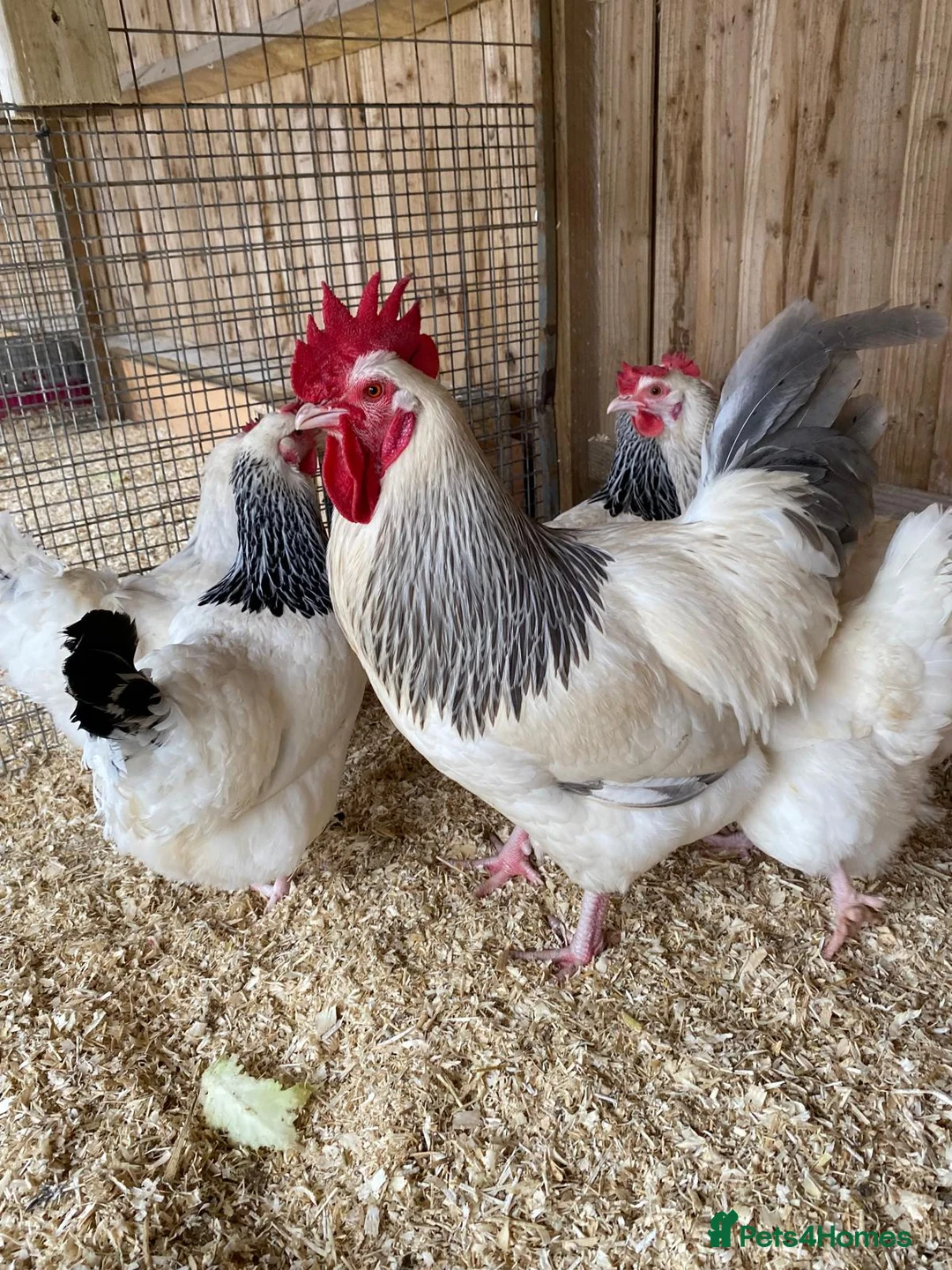 Chickens poultry for sale: 🥚Light and coronation sussex hatching eggs🥚  - Advert 1