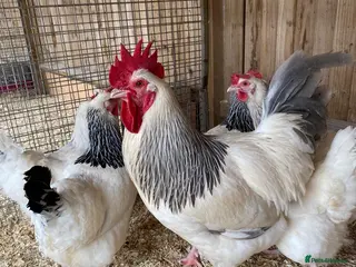 Chickens poultry 🥚Light and coronation sussex hatching eggs🥚 - Advert 1