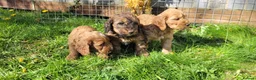 Cockapoo dogs for sale: F1 Cockerpoo Puppies  - Advert 8