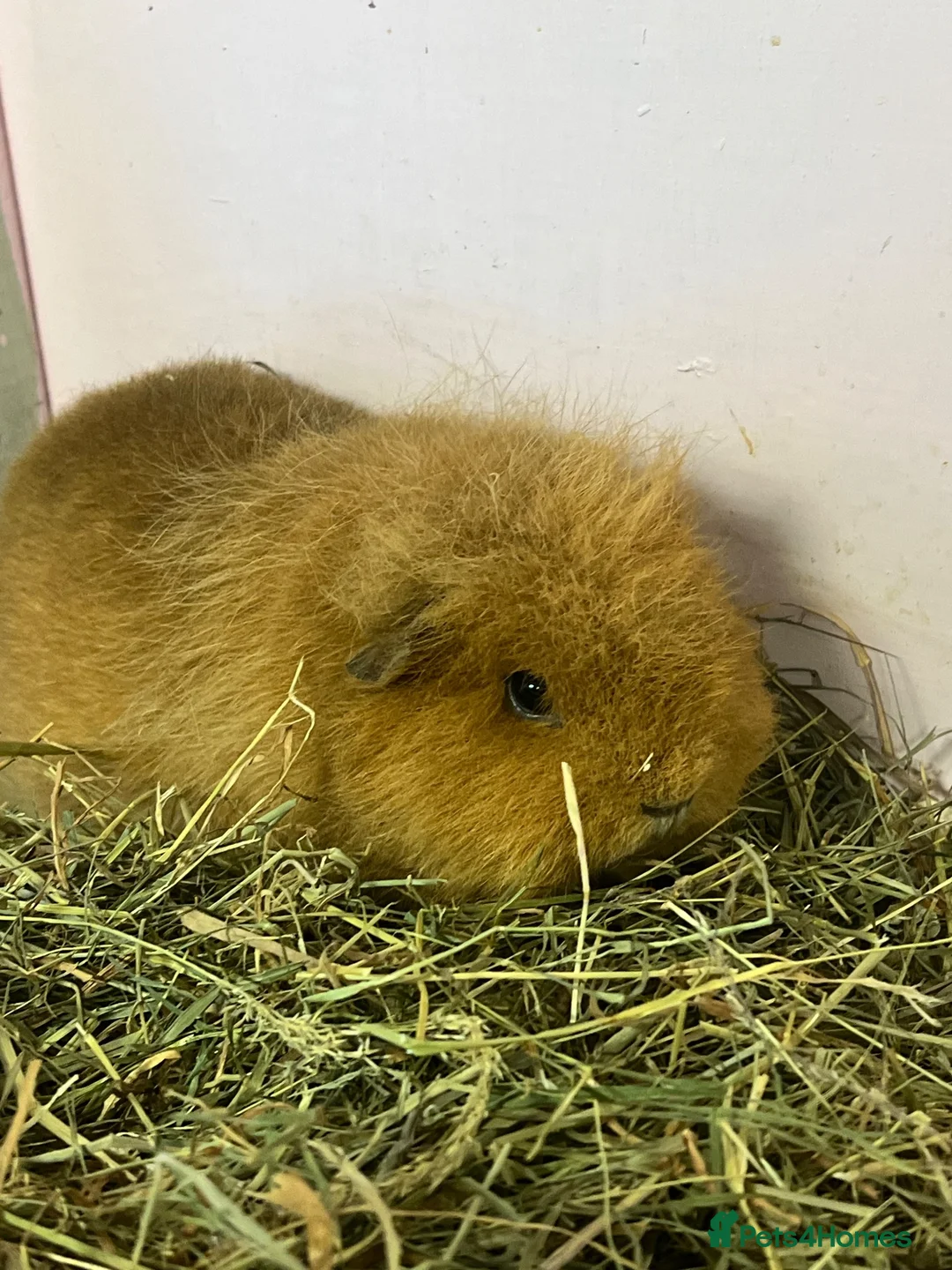 Guinea Pig rodents for sale: Ginger Swiss Retired Sow  - Advert 12
