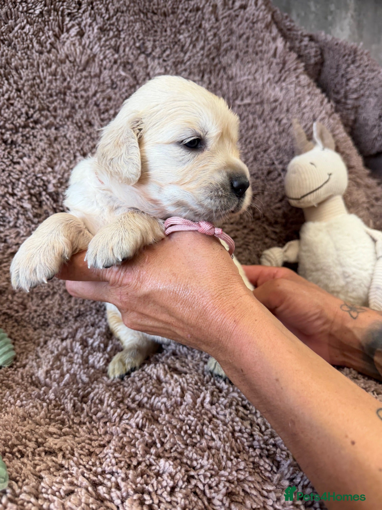 Golden Retriever dogs Golden Retriever Pups - Gorgeous  - Advert 2