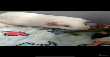Guinea Pig rodents - Advert 2