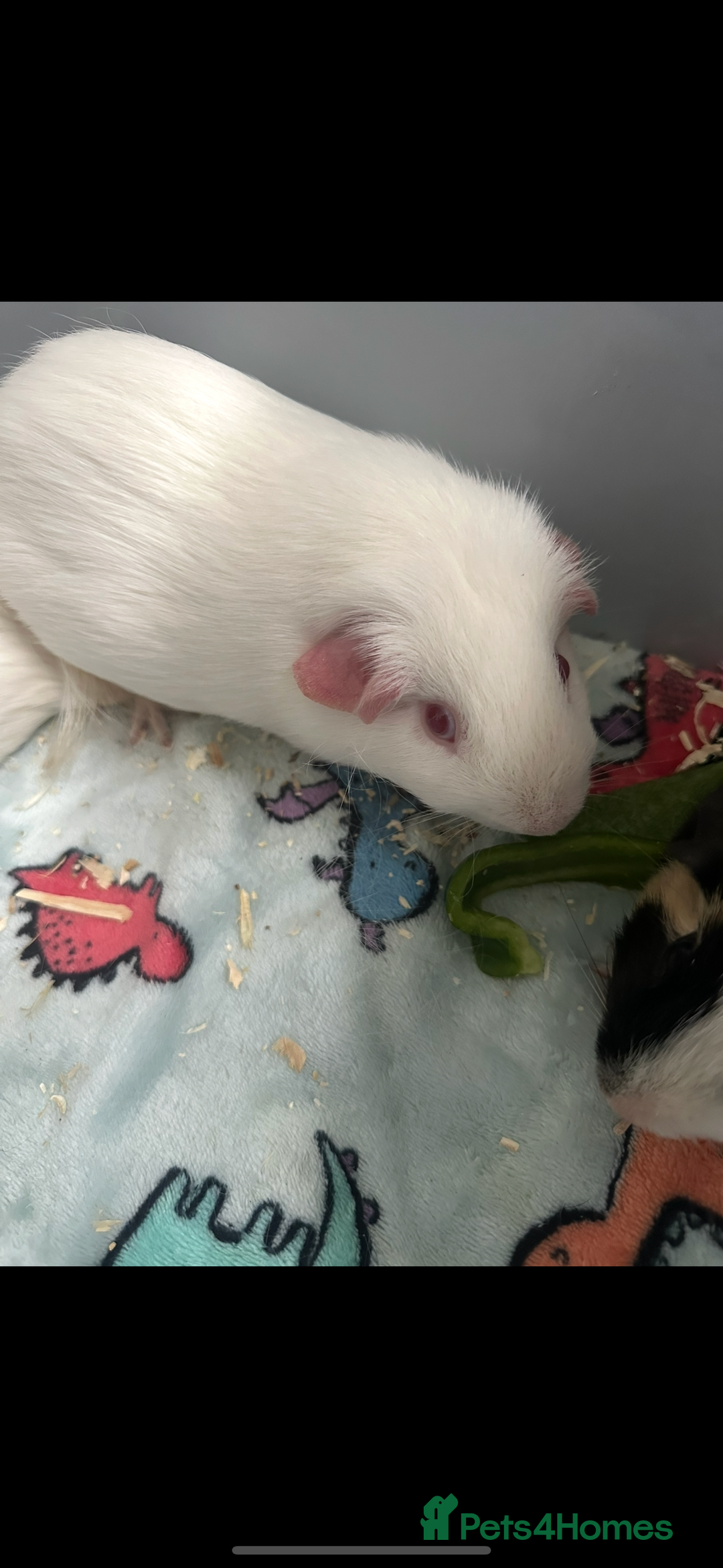 Guinea Pig rodents for sale: Two male guinea pigs  - Image 2