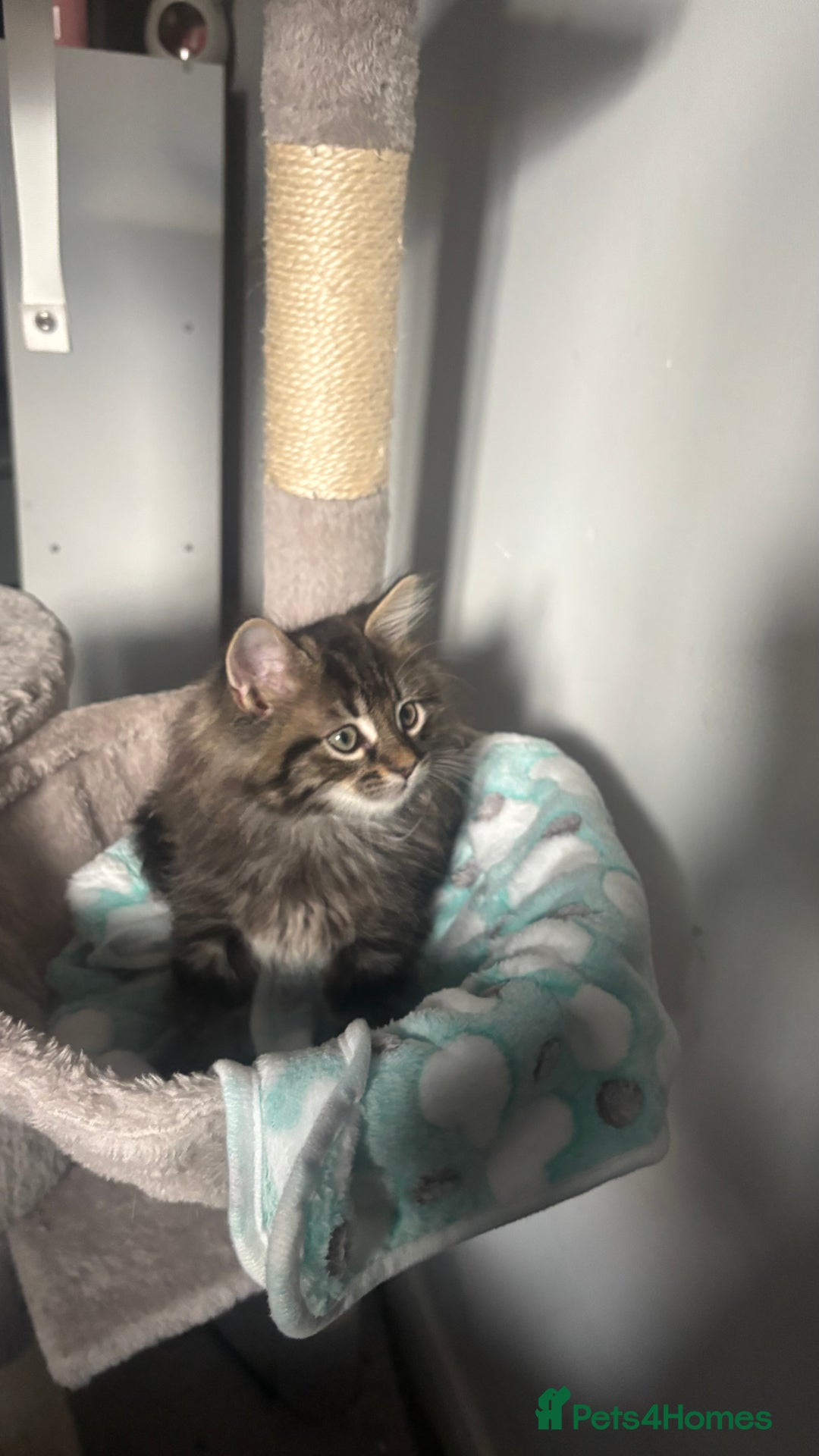 Mixed Breed cats for sale: last beautiful fluffy tabby kitten left - Image 3