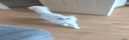 Persian cats for sale: Beautiful Persian Chinchilla - Advert 3