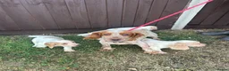 Cocker Spaniel dogs for sale: Cocker puppies - Advert 5