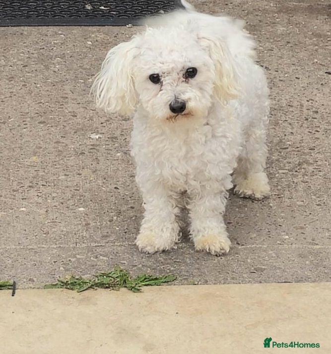 Bichon Frise dogs Bichon Maltese  - Advert 3