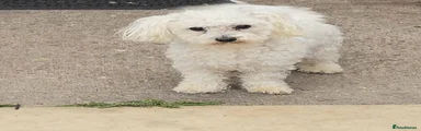 Bichon Maltese 