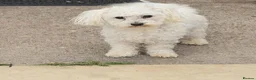 Bichon Frise dogs for sale: Bichon Maltese  - Advert 1