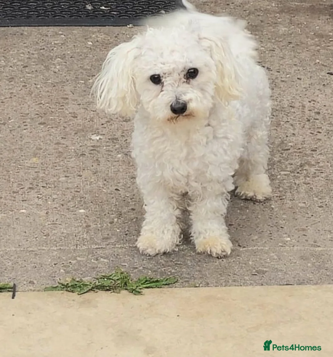 Bichon Frise dogs for sale: Bichon Maltese  - Advert 1