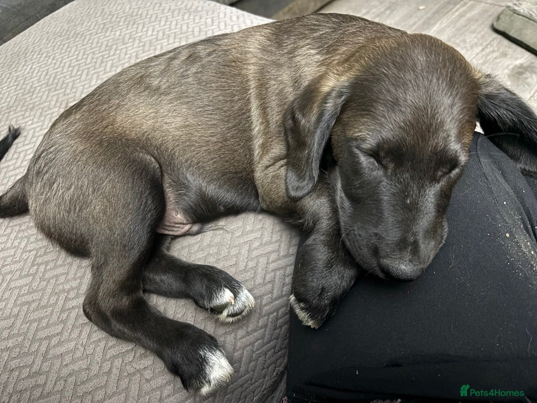 Mixed Breed dogs for sale: Cocker spaniel & boarder collie cross  - Image 7