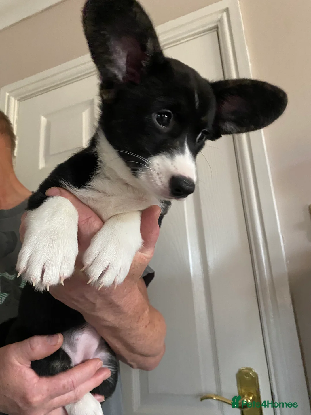 Welsh Corgi Cardigan dogs for sale: WELSH CARDIGAN CORGI GIRLS READY NOW - Advert 25