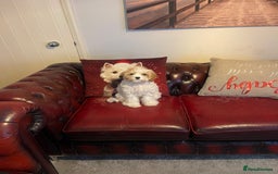 Cavachon dogs for sale: Cavachon for sale - Image 3