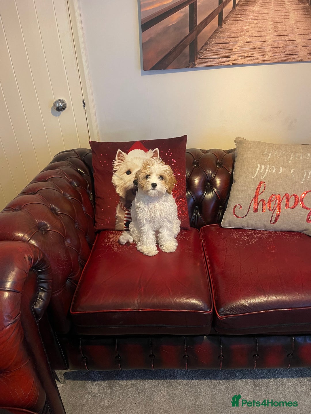 Cavachon dogs for sale: Cavachon for sale - Image 3