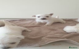West Highland Terrier dogs for sale: FifeWesties  - Image 2