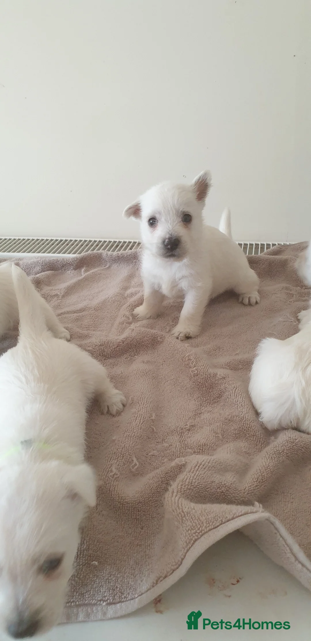 West Highland Terrier dogs for sale: FifeWesties  - Advert 2