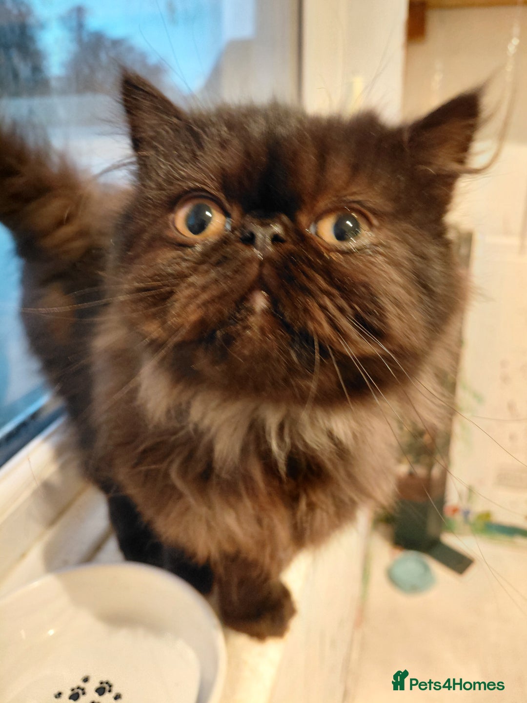 Persian cats for sale: Beautiful 5 month old pure persian boy  - Advert 1