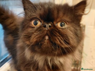 Persian cats Beautiful 5 month old pure persian boy - Advert 1