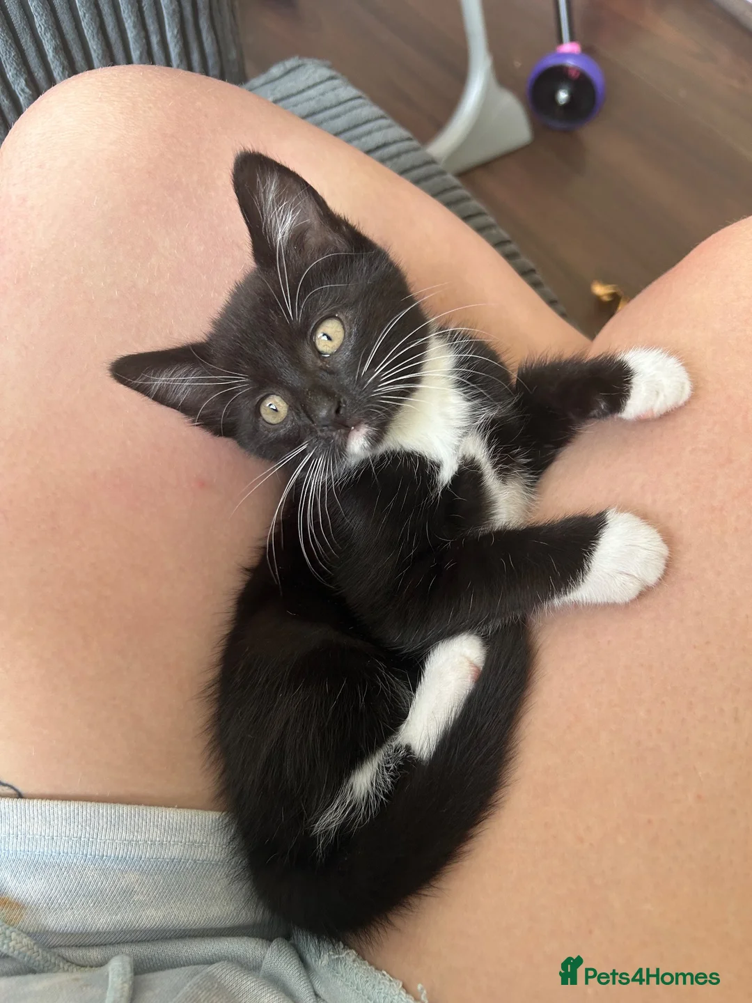 Mixed Breed cats for sale: 2 female kittens  - Advert 5