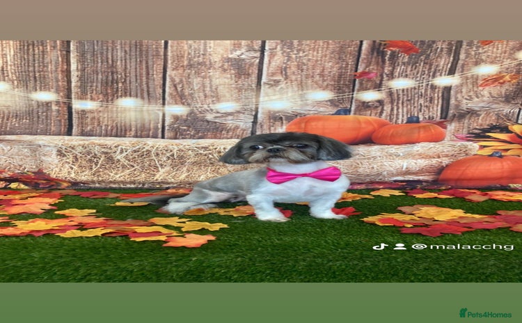 Shih Tzu dogs - Advert 8