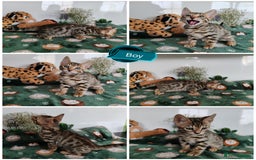 Bengal cats for sale: Bengal cats  - Image 5