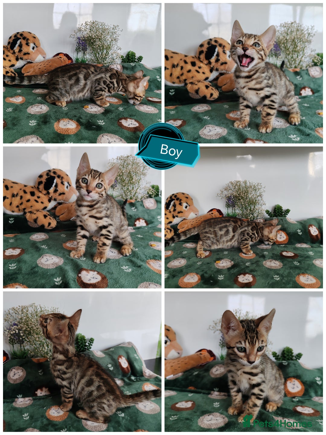 Bengal cats for sale: Bengal cats  - Image 5