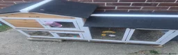 Lionhead rabbits for sale: Rabbit, hutch and rain cover  in Plymouth - Advert 4