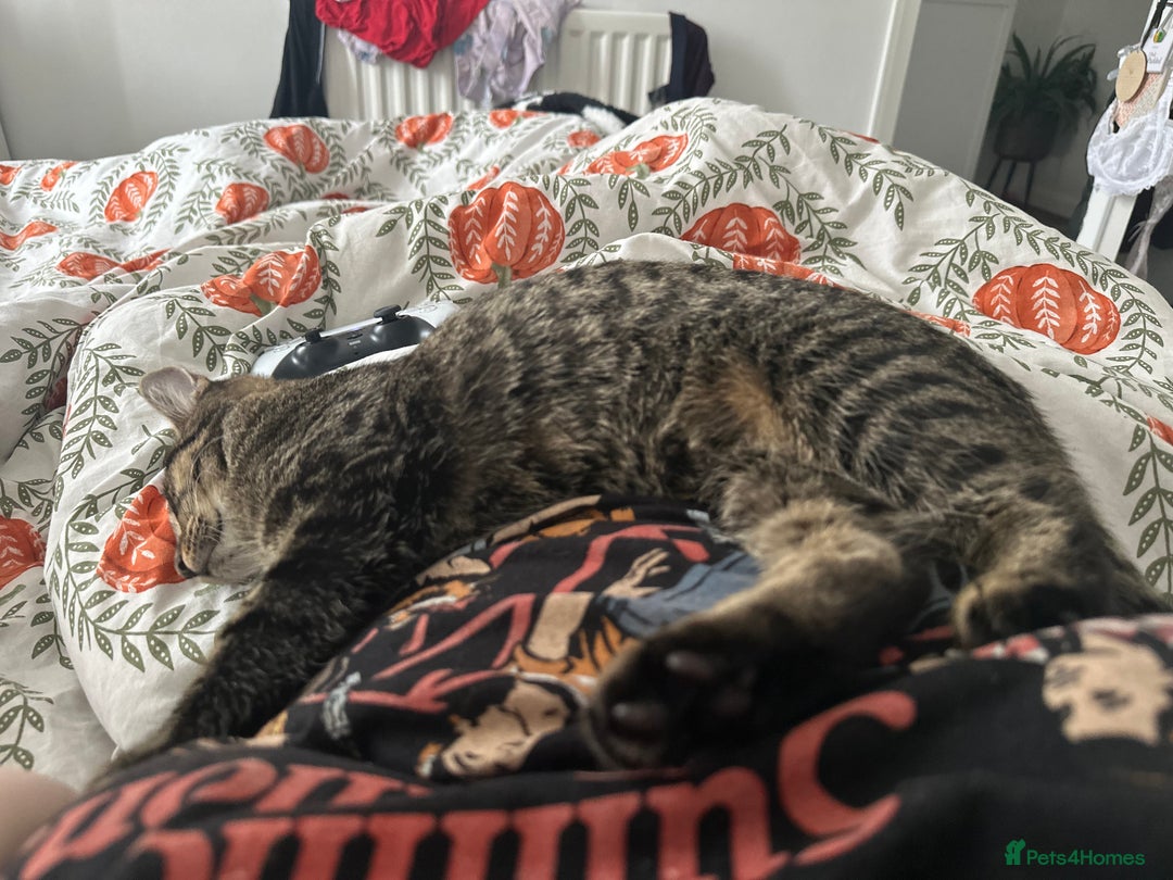 Mixed Breed cats for sale: 2 gorgeous girls tabby and tortoise shell - Image 23