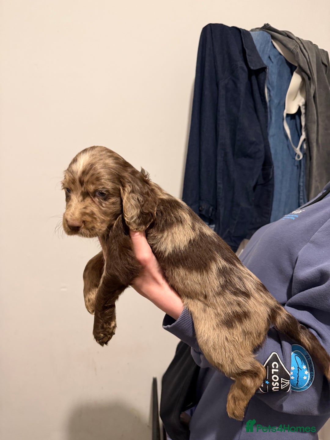 Cocker Spaniel dogs for sale: FEMALE CHOC WORKING COCKER LEFT! - Advert 27