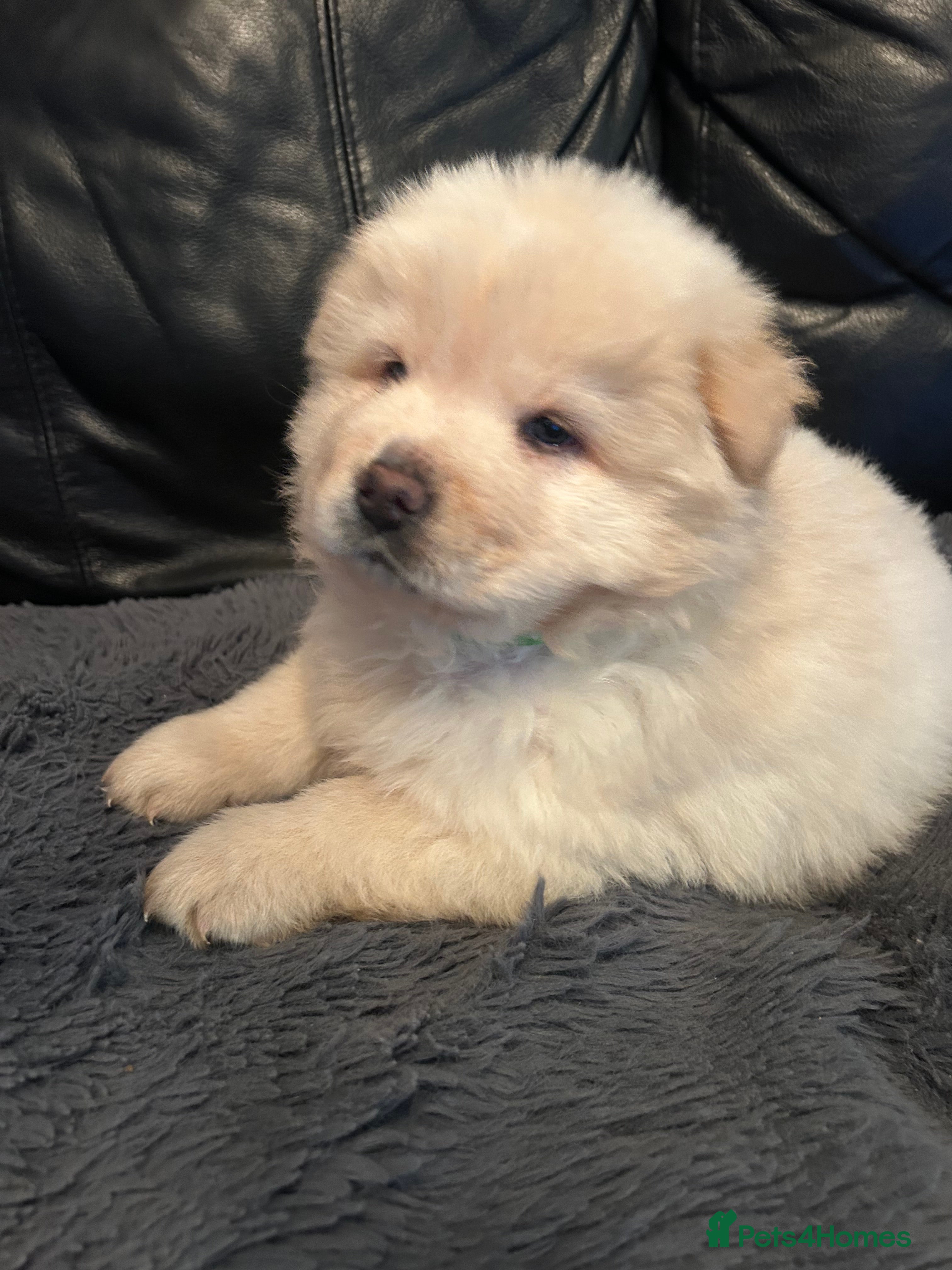 Chow Chow dogs Stunning chow chow puppies  - Advert 14