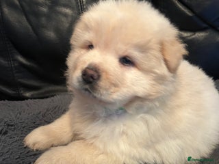 Chow Chow dogs Stunning chow chow puppies - Advert 14