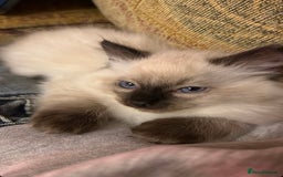 Ragdoll cats for sale: Beautiful ragdoll kittens for sale  - Image 2