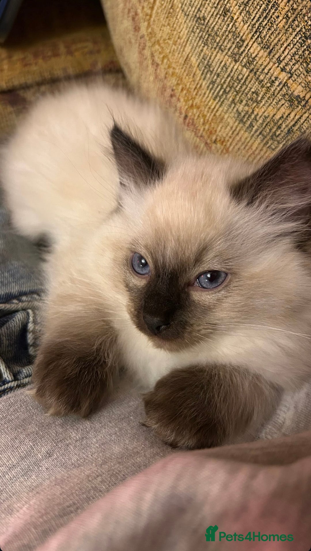 Ragdoll cats for sale: Beautiful ragdoll kittens for sale  - Image 2