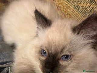 Ragdoll cats - Advert 5